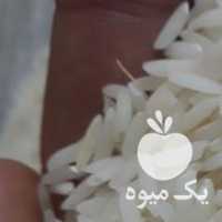 فروش برنج هاشمی آستانه ی اشرفیه در آستانه اشرفیه در گروه خرید فروش عمده برنج - نیم دانه عنبر بو هاشمی کاظمی هندی پاکستانی در یکمیوه