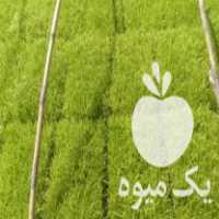 فروش نشا برنج طارم هاشمی طارم تیم در بابل