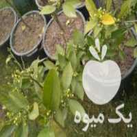 فروش نهال خونی مورو در نشتارود در گروه خرید فروش نهال - انواع گردو پسته بادام سلطانی انگور در یکمیوه