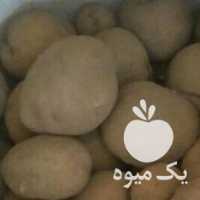 فروش سیب زمینی بذری سورت شده نوع بذر در همدان در گروه خرید فروش عمده سیب زمینی - زودرس دیررس آگریا اسپریت اردبیل همدان در یکمیوه