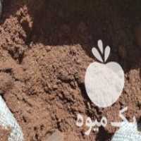 فروش کود خفاش مخصوص نهالستان و باغ در خرم آباد در گروه خرید فروش نهال - انواع گردو پسته بادام سلطانی انگور در یکمیوه