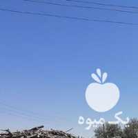 فروش چوب پسته قلمی در سیرجان در گروه خرید فروش عمده چوب- زغال چوب گردو تبریزی خام در یکمیوه