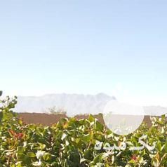 فروش نهال پسته و نهال بنه عمده شهرستان مهریز در یزد در گروه خرید فروش نهال - انواع گردو پسته بادام سلطانی انگور در یکمیوه -عکس1