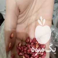 فروش فوری تخم انارجنگلی ترش در آمل در گروه خرید فروش عمده انار - ساوه شیراز شیرین ترش در یکمیوه