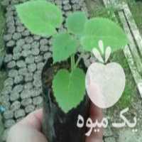 فروش نهال پالونیا فورتونی در رشت در گروه خرید فروش نهال - انواع گردو پسته بادام سلطانی انگور در یکمیوه