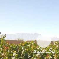 فروش نهال پسته و نهال بنه عمده شهرستان مهریز در یزد در گروه خرید فروش نهال - انواع گردو پسته بادام سلطانی انگور در یکمیوه