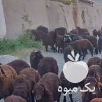 فروش 160 راس گوسفند جفتی 65 کیلو در تهران در گروه گاو و گوسفند و میش و بز کهره گوساله سمینتال در یکمیوه