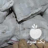 فروش سیب زمینی بذری اگریا در اردبیل در گروه خرید فروش عمده سیب زمینی - زودرس دیررس آگریا اسپریت اردبیل همدان در یکمیوه