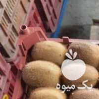 فروش کیوی سفت صادراتی موجود است در آستانه اشرفیه در گروه خرید فروش انواع سبد - میوه پلاستیکی چوبی گل در یکمیوه