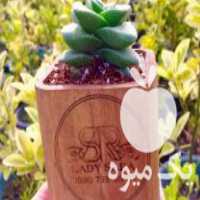 فروش گلدان گلدون چوبی کاکتوس تنه درخت و دکوری در تهران در گروه خرید فروش عمده گیاهان زینتی - گرمسیری آپارتمانی باغچه آب در یکمیوه