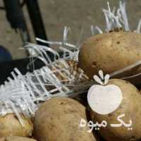 فروش سیب زمینی بذری در همدان در گروه خرید فروش عمده سیب زمینی - زودرس دیررس آگریا اسپریت اردبیل همدان در یکمیوه
