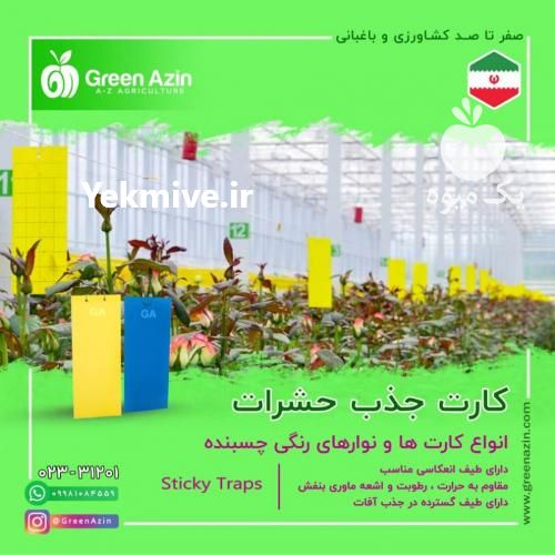 فروش عمده کارت جذب حشرات با چسبندگی قوی در سمنان در گروه اسب و الاغ خر و فروش قاطر- ترکمن عربی سفید نر و ماده در یکمیوه -عکس1