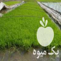فروش تیم نشاء دستگاهی در محمودآباد در گروه خرید فروش نشا - انواع گوجه برنج کاهو پیاز کاری فرنگی در یکمیوه