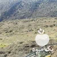 فروش کود گوسفندی خالص در شیراز در گروه خرید فروش کود و مواد شیمیایی - اوره پتاس مرغی کمپوست آهن در یکمیوه