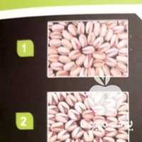 فروش پخش خرده و عمده پسته در تهران در گروه پسته - کوهی شامی خام اکبری تازه کله قوچی در یکمیوه