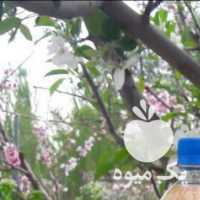 آگهی مشابه فروش سرکه سیب ارگانیک در ارومیه در گروه محصولات ترشی - گل کلم مخلوط لیته هفت بیجار در یکمیوه