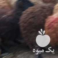 فروش گوسفند  130 عدد با بره قزل افشار در تهران در گروه گاو و گوسفند و میش و بز کهره گوساله سمینتال در یکمیوه