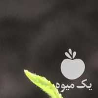 فروش چای سرگل بهاره در تهران در گروه خرید فروش عمده گیاهان زینتی - گرمسیری آپارتمانی باغچه آب در یکمیوه