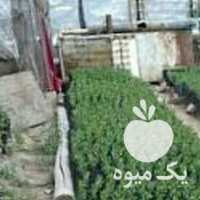 فروش نهال پسته 4 ماهه و 2ماهه در قزوین در گروه خرید فروش نهال - انواع گردو پسته بادام سلطانی انگور در یکمیوه