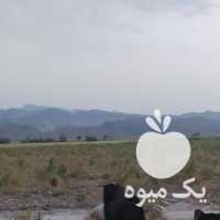 فروش گوسفند زنده در کرمانشاه در گروه گاو و گوسفند و میش و بز کهره گوساله سمینتال در یکمیوه