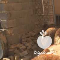 فروش گوسفند  ،  بره در یزد در گروه گاو و گوسفند و میش و بز کهره گوساله سمینتال در یکمیوه