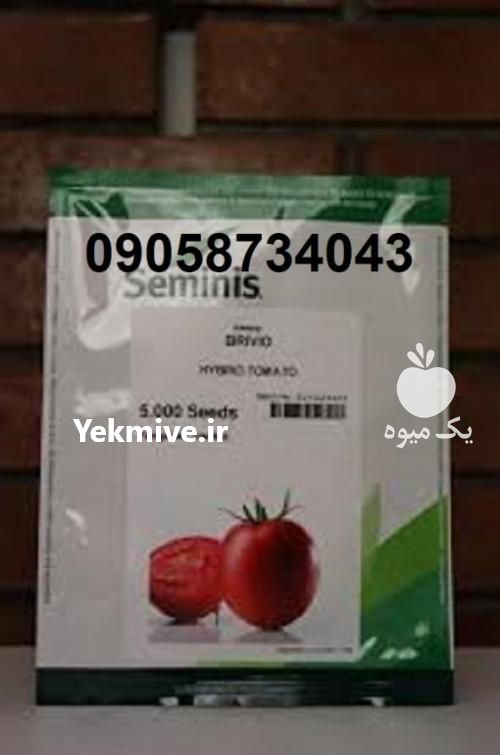 فروش بذر گوجه فرنگی بریویو در بوشهر در گروه خرید فروش بذر - انواع محصول کشاورزی گوجه کتان میوه درخت در یکمیوه -عکس1