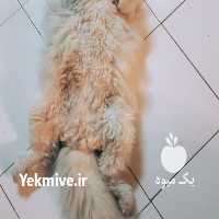 فروش گربه پرشین در تهران در گروه سگ و گربه _ نگهبان هاسکی ژرمن دوبرمن سرابی در یکمیوه