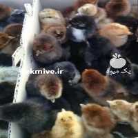 فروش جوجه یکروزه مرغ بومی گلپایگانی ساده و کاکلی در تهران در گروه مرغ و خروس و بوقلمون و اردک قو قاز در یکمیوه