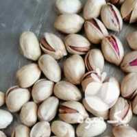 فروش پسته فندقی در رفسنجان در گروه پسته - کوهی شامی خام اکبری تازه کله قوچی در یکمیوه