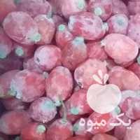 فروش زرشک تازه قاین در مشهد در گروه خرید فروش عمده ازگیل و تمشک و زرشک - ژاپنی فروش مستقیم در یکمیوه