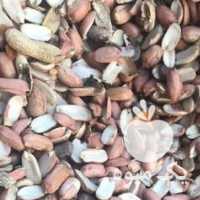 خریدار ضایعات بادام زمینی در اردبیل در گروه بادام - درختی کوهی زمینی فروش عمده در یکمیوه