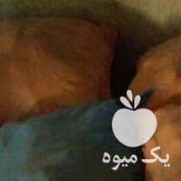 فروش سیب زمینی بذری آگریا 97 رزن در اردبیل در گروه خرید فروش عمده سیب زمینی - زودرس دیررس آگریا اسپریت اردبیل همدان در یکمیوه