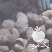 فروش سیب زمینی آگریا 97 بذری در اردبیل در گروه خرید فروش عمده سیب زمینی - زودرس دیررس آگریا اسپریت اردبیل همدان در یکمیوه