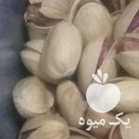 فروش پسته صادراتی یک دست احمداقایی در سیرجان در گروه پسته - کوهی شامی خام اکبری تازه کله قوچی در یکمیوه