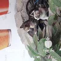 فروش گربه ایرانی خانگی در تجریش در گروه سگ و گربه _ نگهبان هاسکی ژرمن دوبرمن سرابی در یکمیوه