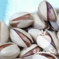 فروش پسته اُنس بالا در یزد در گروه پسته - کوهی شامی خام اکبری تازه کله قوچی در یکمیوه
