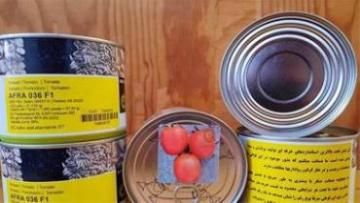 فروش بذر گوجه فرنگی افرا در تهران در گروه خرید فروش بذر - انواع محصول کشاورزی گوجه کتان میوه درخت در یکمیوه -عکس1