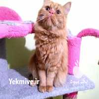 فروش گربه پرشین عروسکی در تهران در گروه سگ و گربه _ نگهبان هاسکی ژرمن دوبرمن سرابی در یکمیوه