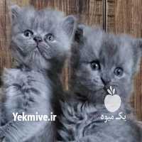 فروش گربه پرشین کت در تنکابن در گروه سگ و گربه _ نگهبان هاسکی ژرمن دوبرمن سرابی در یکمیوه