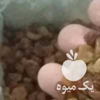 فروش کشمش پلویی در تهران در گروه آجیل - فروش عمده محصولات در یکمیوه