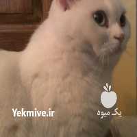 فروش گربه پرشين در تهران در گروه سگ و گربه _ نگهبان هاسکی ژرمن دوبرمن سرابی در یکمیوه