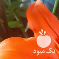 فروش ترکه برای پیوند پسته در رفسنجان در گروه پسته - کوهی شامی خام اکبری تازه کله قوچی در یکمیوه