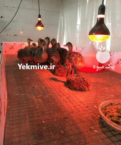 فروش جوجه شترمرغ در اصفهان در گروه مرغ و خروس و بوقلمون و اردک قو قاز در یکمیوه -عکس1