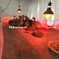 فروش جوجه شترمرغ در اصفهان در گروه مرغ و خروس و بوقلمون و اردک قو قاز در یکمیوه