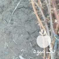 فروش نهال زرشک پر ریشه در بیرجند در گروه خرید فروش نهال - انواع گردو پسته بادام سلطانی انگور در یکمیوه