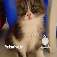 فروش گربه بریتیش پرشین در تهران در گروه سگ و گربه _ نگهبان هاسکی ژرمن دوبرمن سرابی در یکمیوه