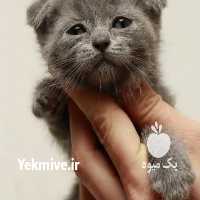 فروش گربه مهد خانگی گربه در کرج در گروه سگ و گربه _ نگهبان هاسکی ژرمن دوبرمن سرابی در یکمیوه