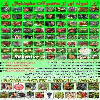 فروش ارقام مختلف نهال های میوه در کرج در گروه خرید فروش نهال - انواع گردو پسته بادام سلطانی انگور در یکمیوه