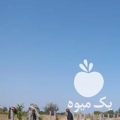 فروش پایه بتنی فنس و داربست انگور بتونی در قزوین در گروه خرید فروش عمده انگور - یاقوتی شانی عسگری بی دانه قرمز در یکمیوه -عکس1