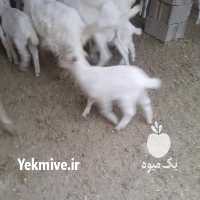 فروش بز سانن در تهران در گروه گاو و گوسفند و میش و بز کهره گوساله سمینتال در یکمیوه